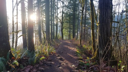 Poster - Sunlight filters through trees along a serene forest trail by the water at dawn in a Pacific Northwest landscape
