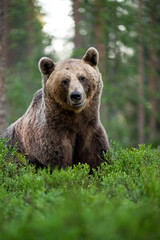 Wall Mural - Big male brown bear sitting in the forest at summer time