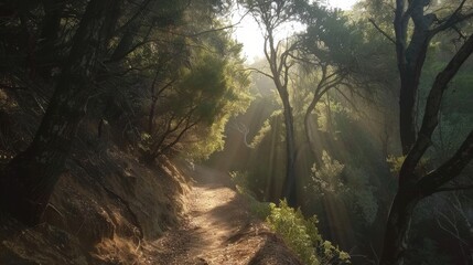 Poster - Sunlight filters through trees along a serene forest trail by the water at dawn in a Pacific Northwest landscape