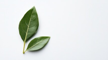 Poster - Two green leaves on a white background, simple nature design with copy space.
