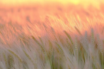 Poster - Golden wheat fields under a vibrant sunset, warm orange and pink hues.