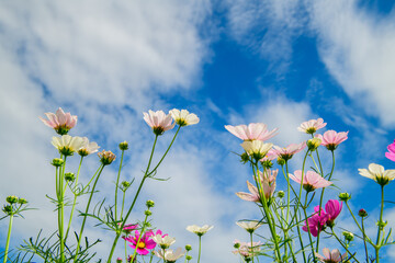 Wall Mural - pink and white cosmos flower on white sky background.