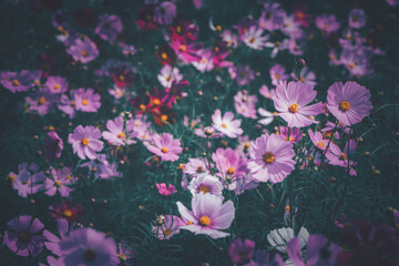 Wall Mural - beautiful pink cosmos flowers in the farming area. flower field on winter season vintage tone