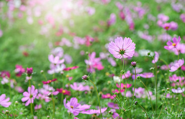 Wall Mural - beautiful pink cosmos flowers in the farming area. flower field on winter season with sunlight