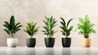 © Rauf - Collection of 3d realistic vector icon illustration potted plants for the interior. Isolated on white background.