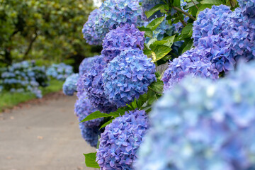 Wall Mural - Blue hydrangea flowering plants frame garden path