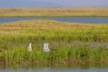 Wall Mural - Three seagull chicks in the grass, Yakutia