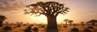 © Chanchai - Morning light illuminates the unique shape of a baobab tree in the savannah, morning, shade, savannah