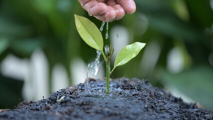 Wall Mural - Planting the seeds of business growth a slow motion look at strategic planning and management success stages in a natural environment