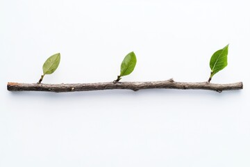Poster - Natural simplicity captured through a stick with fresh green leaves arranged on a soft white background enhancing minimalist aesthetics