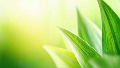 Aufkleber - soft focus close-up of vibrant green corn leaves with natural sunlight, creating a fresh and organic background for eco friendly design

