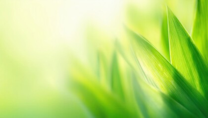 Aufkleber - soft focus close-up of vibrant green corn leaves with natural sunlight, creating a fresh and organic background for eco friendly design


