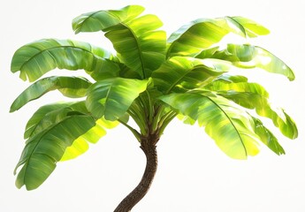 Wall Mural - Vibrant green palm tree leaves against a bright white background. The image is well lit, showcasing the texture and details of the foliage. Tropical