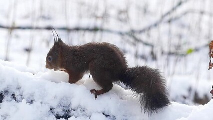 Wall Mural - squirrel in snow in slowmotion 