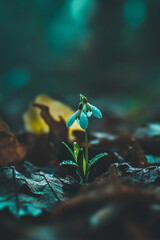 Poster - A close-up of a snowdrop flower growing through fallen leaves, symbolizing the early signs of spring and new life with droplets of water on the petals.
