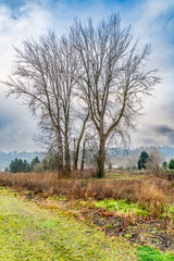 Wall Mural - Kent Winter Trees 5