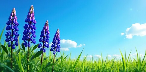 Wall Mural - Tall stalks of blue lupin flowers against a bright blue sky, blue, grasses