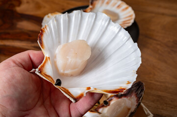 Wall Mural - Atlantic bay scallops coquille St. James sea shells, opened in shellsand cleaned, catch of the day in Normandy or Brittany, France on fish market