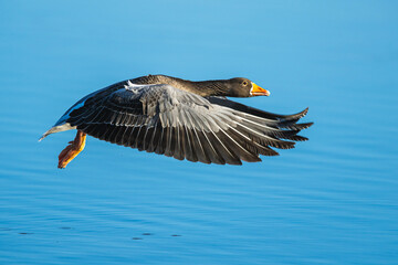 Wall Mural - Greylag Goose, Anser anser, bird in flight over winter marshes