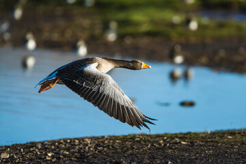 Wall Mural - Greylag Goose, Anser anser, bird in flight over winter marshes