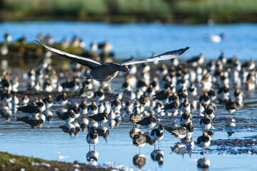 Wall Mural - Greylag Goose, Anser anser, bird in flight over winter marshes