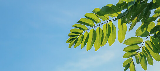 Wall Mural - Lush green leaves on a tree branch stand out against the backdrop of a clear blue sky. with copy space image. Place for adding text or design