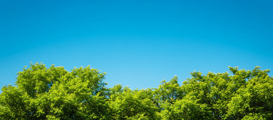 Wall Mural - Lush green trees with a clear blue sky in the background, featuring trees set against a cloudless sky. with copy space image. Place for adding text or design