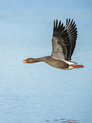 Wall Mural - Greylag Goose, Anser anser, bird in flight over winter marshes