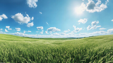 green field with blue sky and white clouds 3d render illustration 360 panorama vr environment map. 3