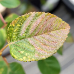 Poster - A close-up of a leaf affected by fungal disease