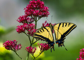 Fototapete - A Swallowtail Butterfly beautifully draped over a cluster of Red Valerian flowers in a colorful garden setting.