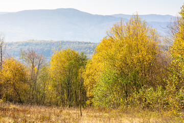 Wall Mural - landscape with trees on the hill in autumn. carpathian woods. mountainous countryside in fall colors on a sunny day. beautiful view