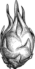 Wall Mural - dragon fruit ink sketch.