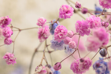 Wall Mural - Smoke selective soft focus lilac, pink  Gypsophila flower on beige. Nature blur light background.