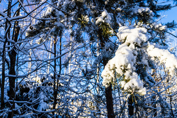 Wall Mural - snow-covered pine tree branch on sunny winter day