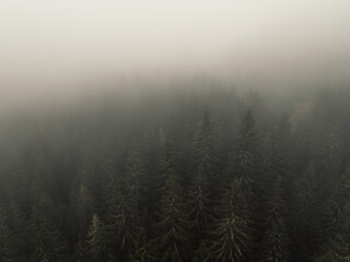 Wall Mural - Aerial top view of summer green trees in forest with mountain river in Slovakia. Drone