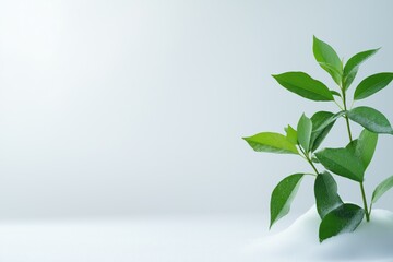 Wall Mural - A leafy green plant is growing in the snow. The image has a serene and peaceful mood, as the plant stands out against the white background. The snow adds a sense of calmness