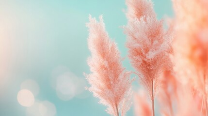 Poster - Delicate pampas grass swaying gently in warm tones, illuminated by soft sunlight and contrasting with a serene blue backdrop