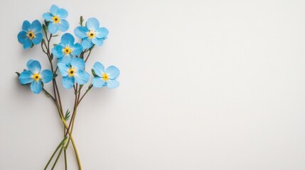 Poster - Stunning blue flowers stand out against a clean white background, showcasing their delicate petals and bright yellow centers with elegance