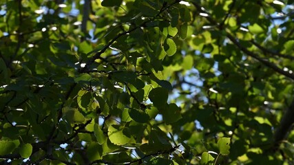 Wall Mural - Looking up through dark green leaves as they move in a light wind. Patches of blue sky
