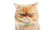 © Komora - Grumpy persian cat showing displeasure on transparent background