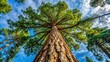 © Jotch - A tall tree with a strong trunk and branches stretching towards the sky, evergreen, foliage,  evergreen, foliage, forest