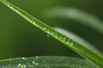 Wall Mural - plant with water drops on leaf against blurred background, macro view