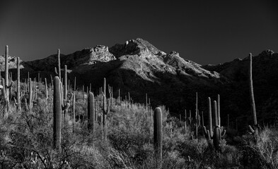 Wall Mural - Black And White Sun Rise Warms Sabino Canyon And Surrounding Mountains