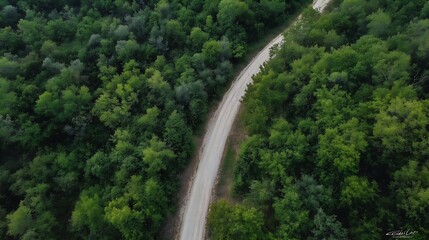 Poster - Aerial View of Serene Curvy Road Through Verdant Green Forest Landscape : Generative AI