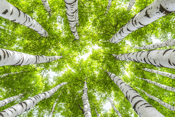 Poster - Birch forest canopy, summer sunlight, nature wallpaper