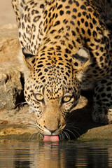 Wall Mural - portrait of a leopard (panthera pardus) drinking water, kalahari desert, south africa.