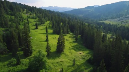 Aufkleber - Lush Green Forest in Mountainous Area with Dense Pine Trees and Sunlit Clearings : Generative AI