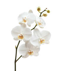 Wall Mural - A cluster of elegant white orchids with delicate petals and subtle details, showcasing their natural beauty.