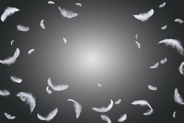 Wall Mural - Abstract White Bird Feathers Floating in The Dark. Fluffy Downy, Peace. Feather on Black.
